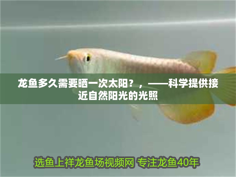 龍魚多久需要曬一次太陽？，——科學提供接近自然陽光的光照