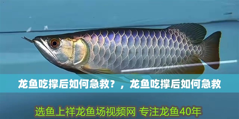 龍魚吃撐后如何急救？，龍魚吃撐后如何急救 龍魚吃撐后如何急救？，龍魚吃撐后如何急救 龍魚百科