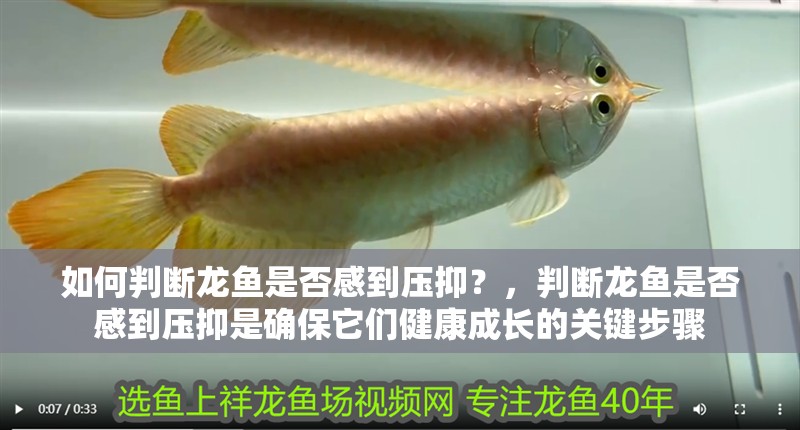 如何判斷龍魚是否感到壓抑？，判斷龍魚是否感到壓抑是確保它們健康成長的關鍵步驟