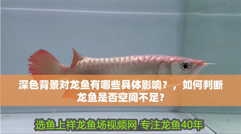 深色背景對龍魚有哪些具體影響？，如何判斷龍魚是否空間不足？