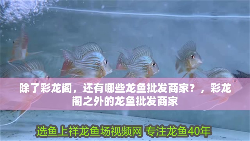 除了彩龍閣，還有哪些龍魚批發商家？，彩龍閣之外的龍魚批發商家