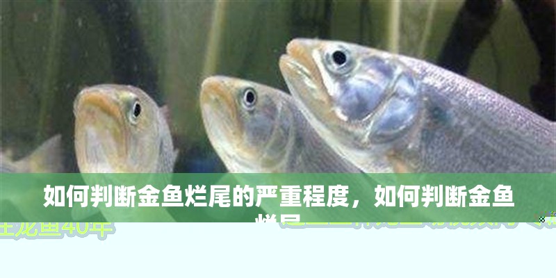 虎魚天天黑來點赤瞳黃金 如何判斷金魚爛尾的嚴重程度,如何判斷金魚爛尾 龍魚百科 如何判斷金魚爛尾的嚴重程度,如何判斷金魚爛尾 如何判斷金魚爛尾的嚴重程度,如何判斷金魚爛尾 龍魚百科