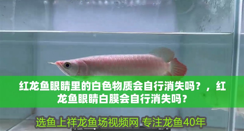 紅龍魚眼睛里的白色物質會自行消失嗎？，紅龍魚眼睛白膜會自行消失嗎？