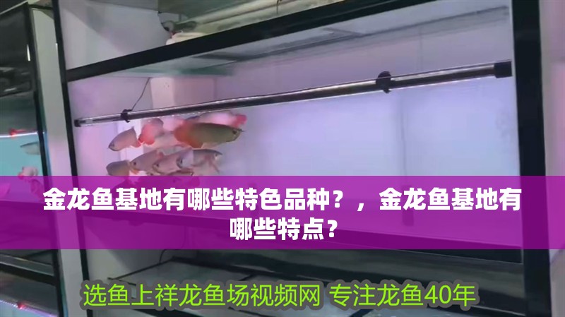金龍魚基地有哪些特色品種？，金龍魚基地有哪些特點？