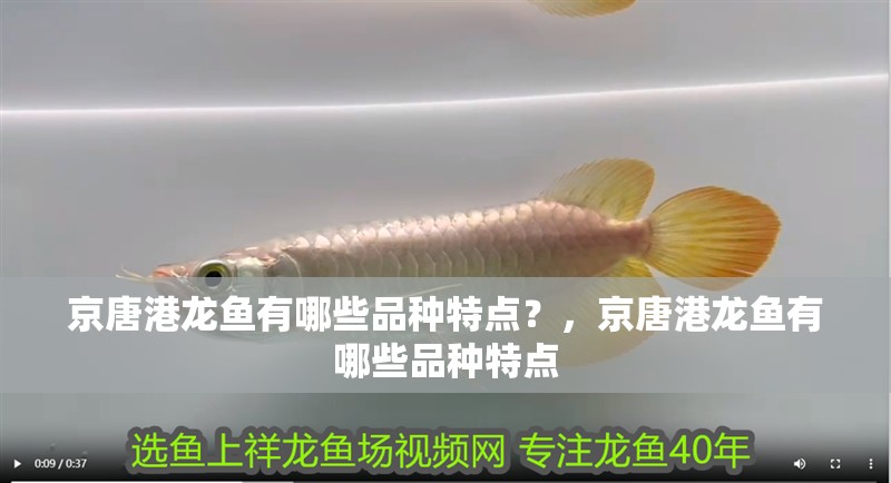 <strong><mark>京唐港</mark></strong>龍魚有哪些品種特點？，<strong><mark>京唐港</mark></strong>龍魚有哪些品種特點