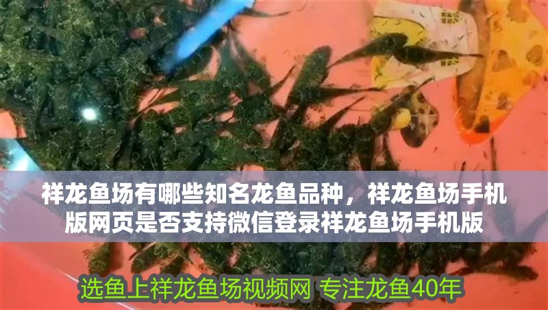 魚缸過濾器選購指南:自制魚缸過濾器魚缸上置過濾器對于養魚愛好者的必備知識 祥龍魚場有哪些知名龍魚品種,祥龍魚場手機版網頁是否支持微信登錄祥龍魚場手機版 龍魚百科 祥龍魚場有哪些知名龍魚品種,祥龍魚場手機版網頁是否支持微信登錄祥龍魚場手機版 祥龍魚場有哪些知名龍魚品種,祥龍魚場手機版網頁是否支持微信登錄祥龍魚場手機版 龍魚百科