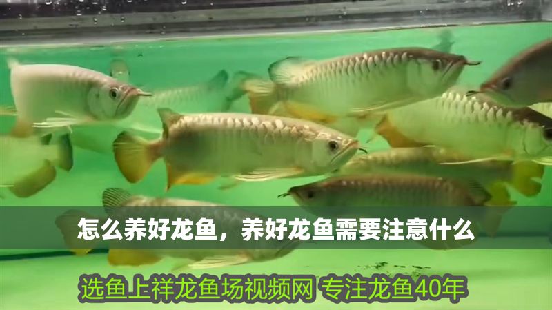 怎么養(yǎng)好龍魚(yú)，養(yǎng)好龍魚(yú)需要注意什么