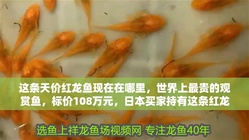 這條天價紅龍魚現在在哪里，世界上最貴的觀賞魚，標價108萬元，日本買家持有這條紅龍魚