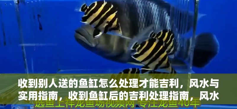 收到別人送的魚缸怎么處理才能吉利，風水與實用指南，收到魚缸后的吉利處理指南，風水講究與實用技巧