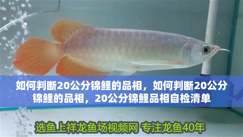 如何判斷20公分錦鯉的品相，如何判斷20公分錦鯉的品相，20公分錦鯉品相自檢清單