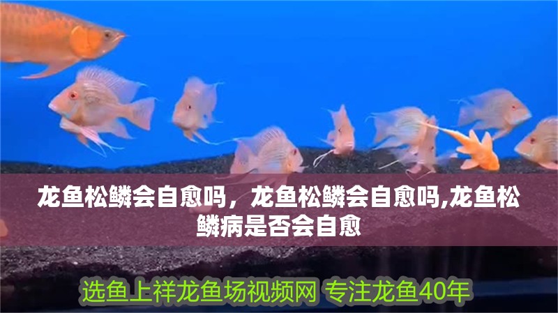 龍魚松鱗會自愈嗎，龍魚松鱗會自愈嗎,龍魚松鱗病是否會自愈