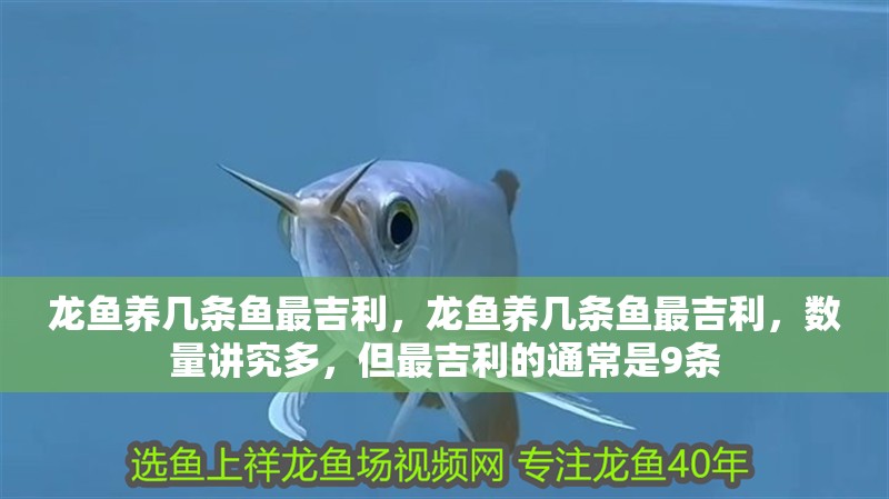 詳細閱讀:龍魚養(yǎng)幾條魚最吉利,龍魚養(yǎng)幾條魚最吉利,數(shù)量講究多,但最吉利的通常是9條 龍魚養(yǎng)幾條魚最吉利,龍魚養(yǎng)幾條魚最吉利,數(shù)量講究多,但最吉利的通常是9條