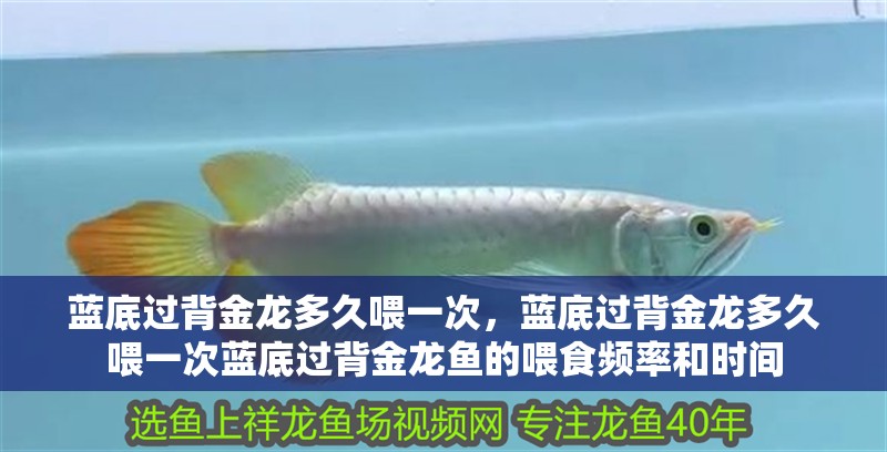藍底過背金龍多久喂一次，藍底過背金龍多久喂一次藍底過背金龍魚的喂食頻率和時間