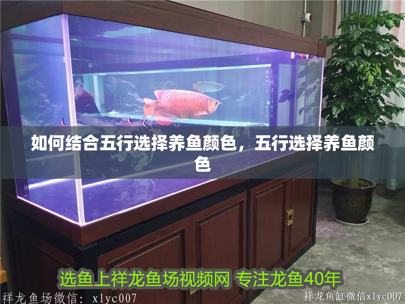 如何結合五行選擇養魚顏色，五行選擇養魚顏色