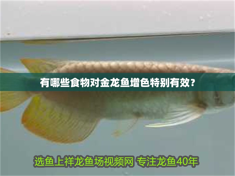 有哪些食物對金龍魚增色特別有效？