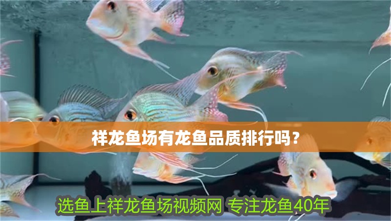 祥龍魚場有龍魚品質排行嗎？
