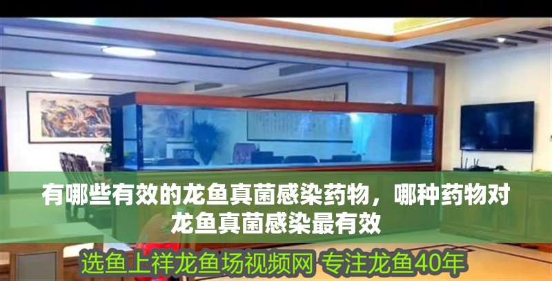 有哪些有效的龍魚真菌感染藥物，哪種藥物對龍魚真菌感染最有效