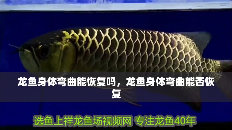 詳細(xì)閱讀:龍魚身體彎曲能恢復(fù)嗎,龍魚身體彎曲能否恢復(fù) 龍魚身體彎曲能恢復(fù)嗎,龍魚身體彎曲能否恢復(fù)