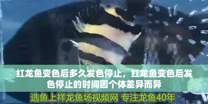 紅龍魚變色后多久發色停止，紅龍魚變色后發色停止的時間因個體差異而異