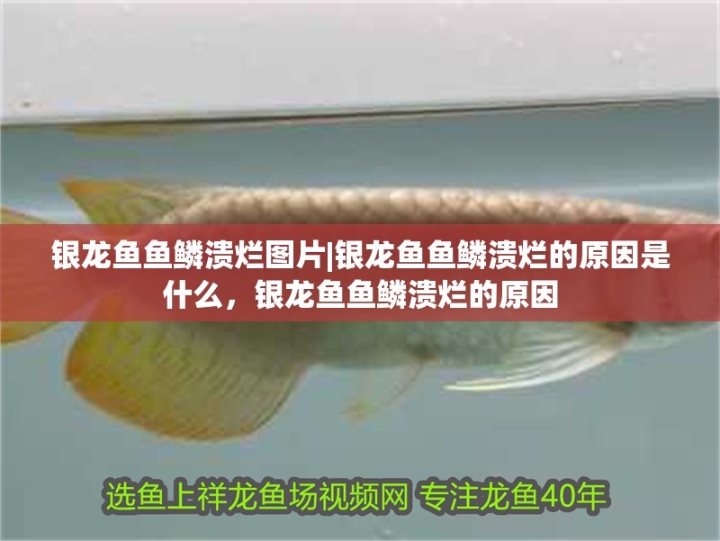 銀龍魚魚鱗潰爛圖片|銀龍魚魚鱗潰爛的原因是什么，銀龍魚魚鱗潰爛的原因