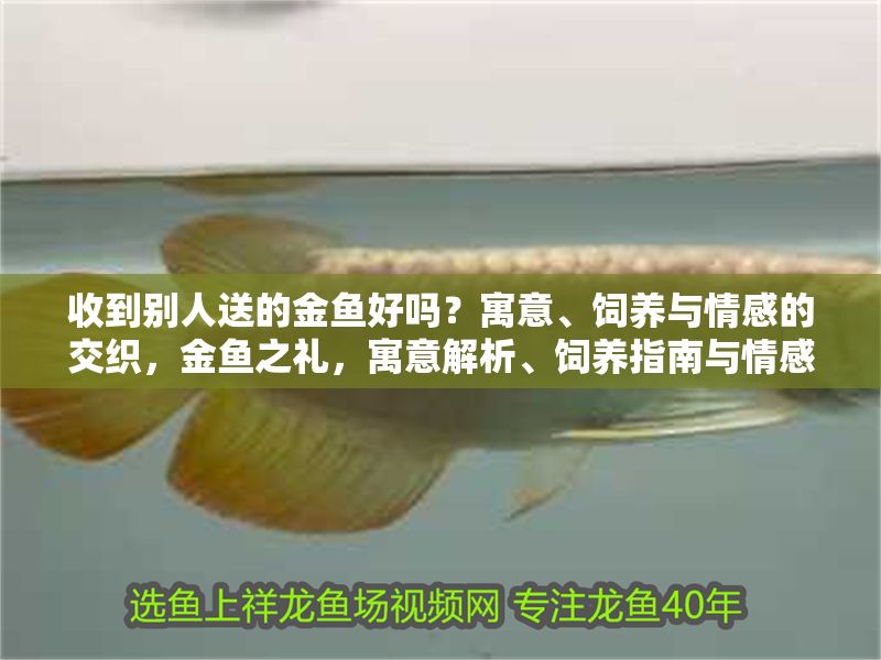 收到別人送的金魚好嗎？寓意、飼養與情感的交織，金魚之禮，寓意解析、飼養指南與情感紐帶