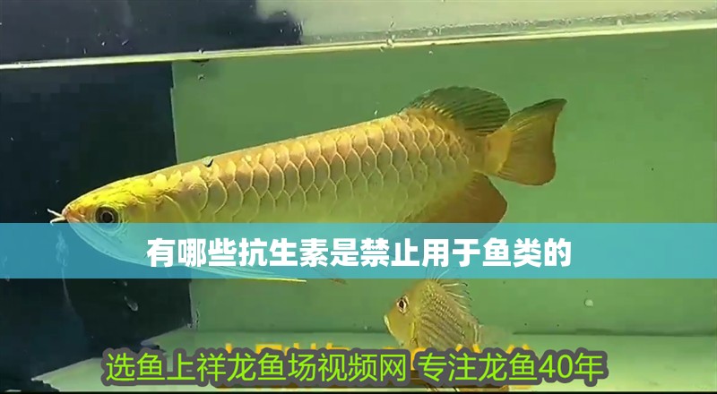 有哪些抗生素是禁止用于魚類的