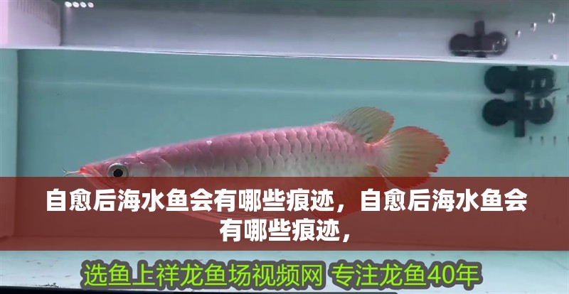 詳細閱讀:自愈后海水魚會有哪些痕跡,自愈后海水魚會有哪些痕跡, 自愈后海水魚會有哪些痕跡,自愈后海水魚會有哪些痕跡,