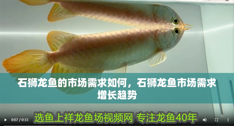 詳細閱讀:石獅龍魚的市場需求如何,石獅龍魚市場需求增長趨勢 石獅龍魚的市場需求如何,石獅龍魚市場需求增長趨勢