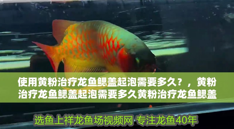 詳細閱讀:使用黃粉治療龍魚鰓蓋起泡需要多久?,黃粉治療龍魚鰓蓋起泡需要多久黃粉治療龍魚鰓蓋起泡需要多久 使用黃粉治療龍魚鰓蓋起泡需要多久?,黃粉治療龍魚鰓蓋起泡需要多久黃粉治療龍魚鰓蓋起泡需要多久