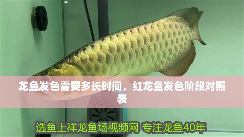 龍魚發色需要多長時間，紅龍魚發色階段對照表