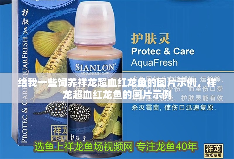 高背金龍魚有哪些常見疾病？