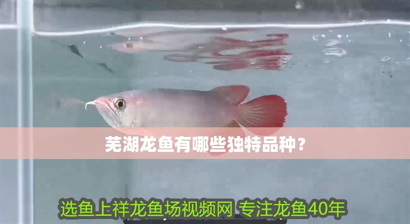 蕪湖龍魚有哪些獨(dú)特品種？