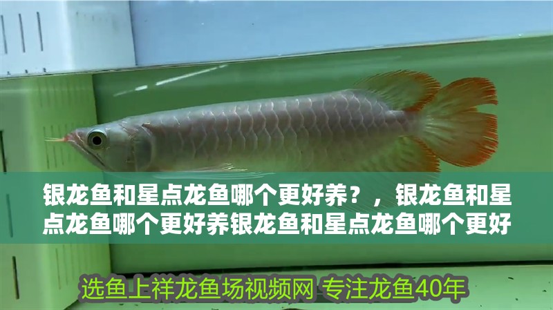 銀龍魚和星點(diǎn)龍魚哪個(gè)更好養(yǎng)？，銀龍魚和星點(diǎn)龍魚哪個(gè)更好養(yǎng)銀龍魚和星點(diǎn)龍魚哪個(gè)更好養(yǎng)