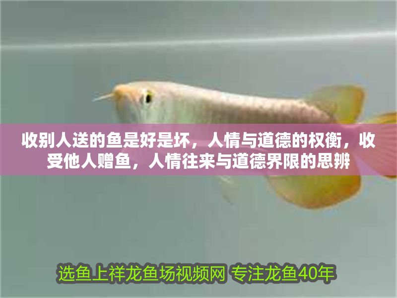 收別人送的魚是好是壞，人情與道德的權衡，收受他人贈魚，人情往來與道德界限的思辨
