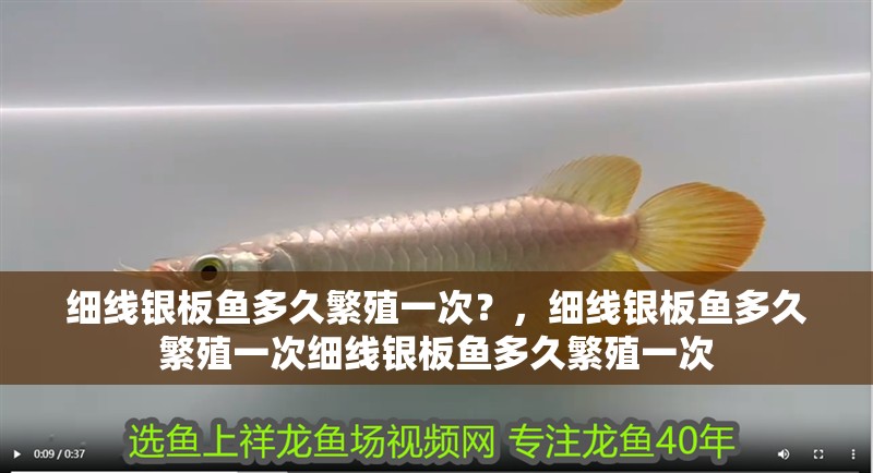 詳細閱讀:細線銀板魚多久繁殖一次?,細線銀板魚多久繁殖一次細線銀板魚多久繁殖一次 細線銀板魚多久繁殖一次?,細線銀板魚多久繁殖一次細線銀板魚多久繁殖一次