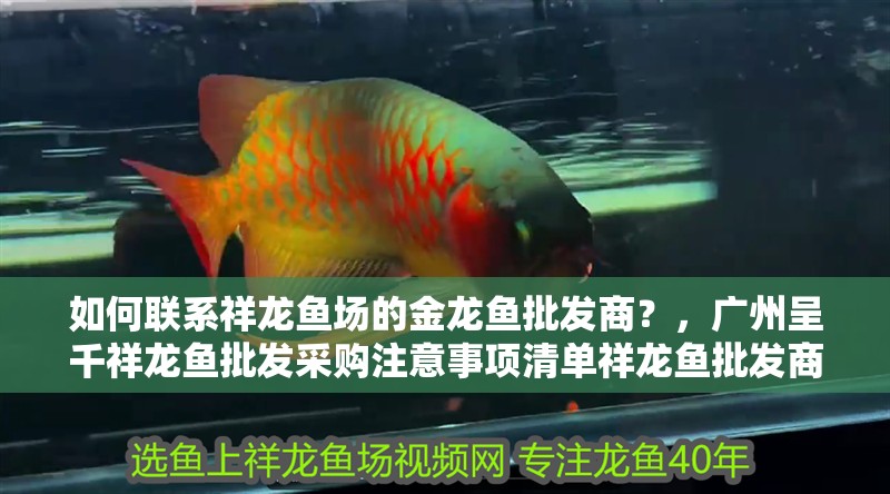 如何聯系祥龍魚場的金龍魚批發商？，廣州呈千祥龍魚批發采購注意事項清單祥龍魚批發商
