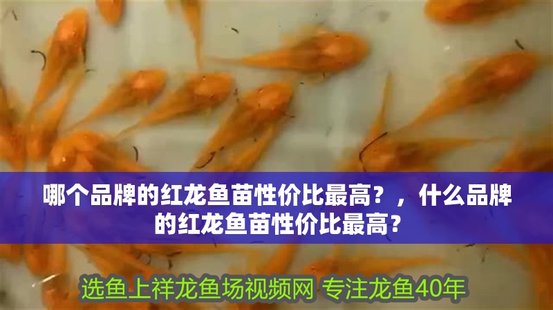 哪個品牌的紅龍魚苗性價比最高？，什么品牌的紅龍魚苗性價比最高？