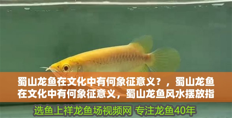 蜀山龍魚在文化中有何象征意義？，蜀山龍魚在文化中有何象征意義，蜀山龍魚風水擺放指南