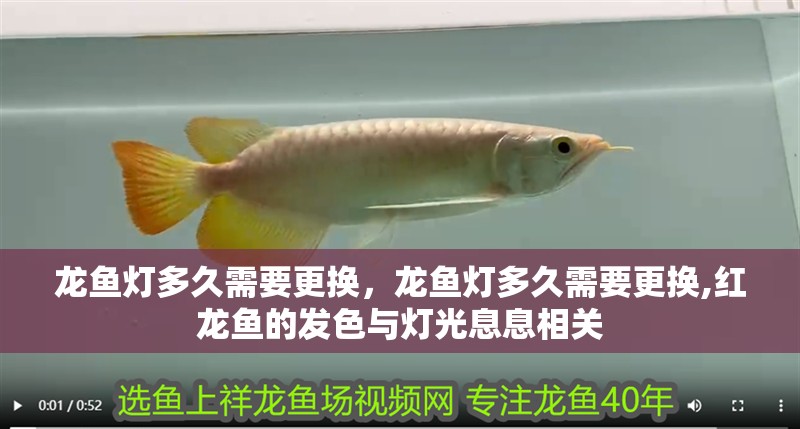 我的虎魚真菌感染了要怎么處理 龍魚燈多久需要更換,龍魚燈多久需要更換,紅龍魚的發色與燈光息息相關 龍魚百科 龍魚燈多久需要更換,龍魚燈多久需要更換,紅龍魚的發色與燈光息息相關 龍魚燈多久需要更換,龍魚燈多久需要更換,紅龍魚的發色與燈光息息相關 龍魚百科