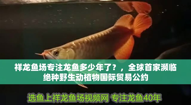 祥龍魚場專注龍魚多少年了？，全球首家瀕臨絕種野生動植物國際貿易公約