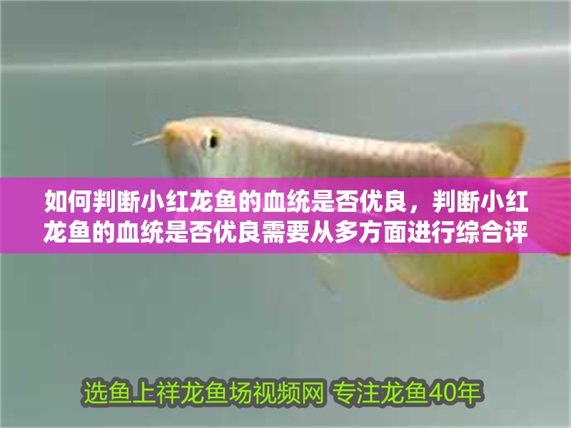 如何判斷小紅龍魚的血統是否優良，判斷小紅龍魚的血統是否優良需要從多方面進行綜合評估