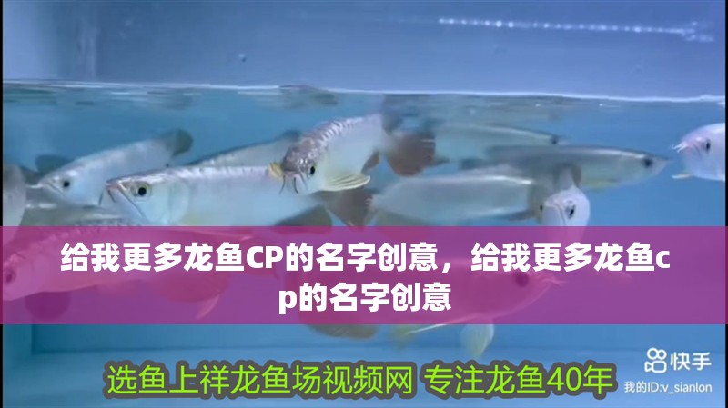 給我更多龍魚CP的名字創意，給我更多龍魚cp的名字創意 給我更多龍魚CP的名字創意，給我更多龍魚cp的名字創意 龍魚百科