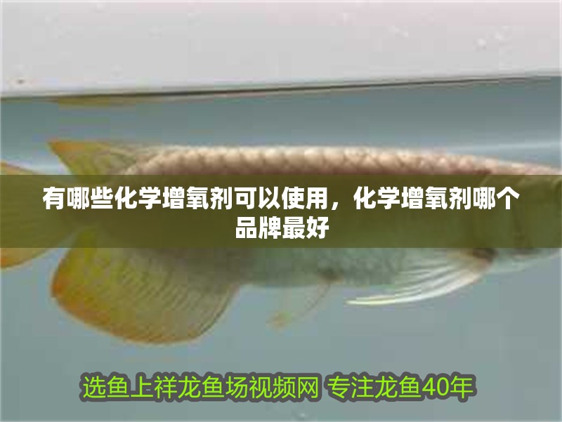 新到家的小虎魚 有哪些化學(xué)增氧劑可以使用,化學(xué)增氧劑哪個品牌最好 龍魚百科 有哪些化學(xué)增氧劑可以使用,化學(xué)增氧劑哪個品牌最好 有哪些化學(xué)增氧劑可以使用,化學(xué)增氧劑哪個品牌最好 龍魚百科