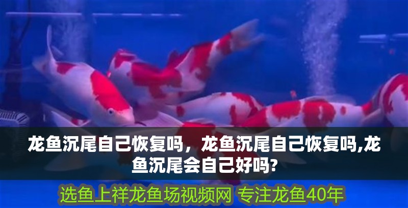 龍魚沉尾自己恢復(fù)嗎，龍魚沉尾自己恢復(fù)嗎,龍魚沉尾會自己好嗎?