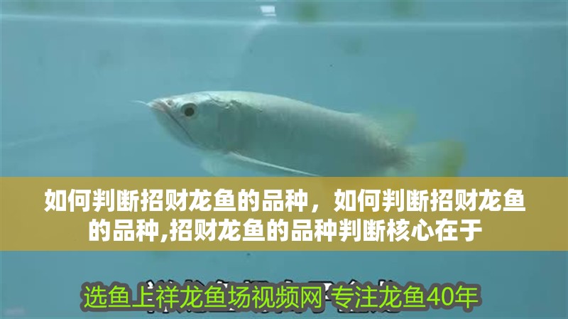 如何判斷招財龍魚的品種，如何判斷招財龍魚的品種,招財龍魚的品種判斷核心在于 如何判斷招財龍魚的品種，如何判斷招財龍魚的品種,招財龍魚的品種判斷核心在于 龍魚百科