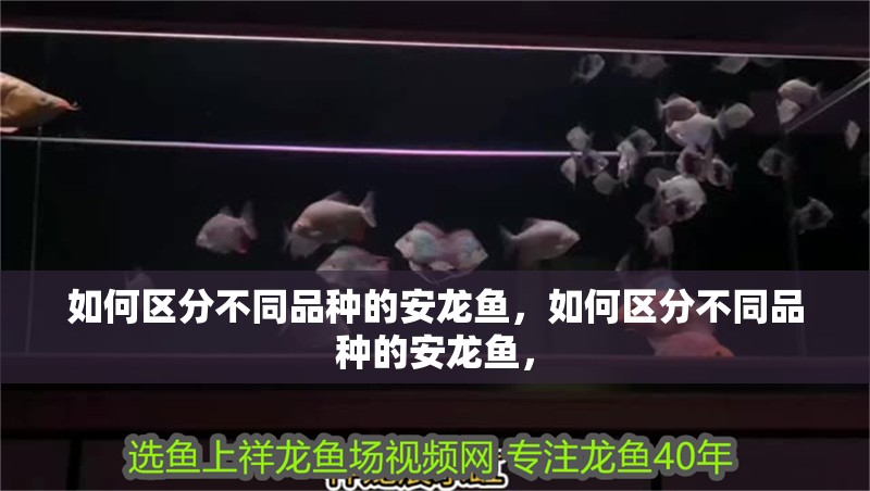 魚(yú)缸用增氧泵價(jià)格是多少:魚(yú)缸增氧機(jī)-xtrac增氧機(jī)-xtrac增氧機(jī) 如何區(qū)分不同品種的安龍魚(yú),如何區(qū)分不同品種的安龍魚(yú), 龍魚(yú)百科 如何區(qū)分不同品種的安龍魚(yú),如何區(qū)分不同品種的安龍魚(yú), 如何區(qū)分不同品種的安龍魚(yú),如何區(qū)分不同品種的安龍魚(yú), 龍魚(yú)百科