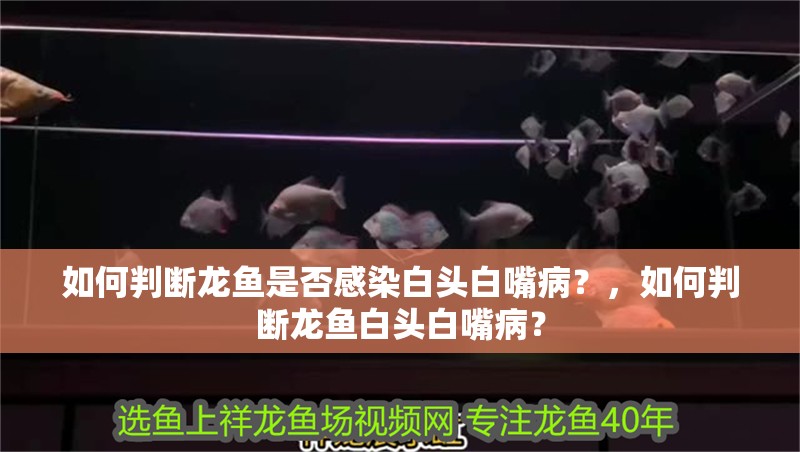 魚缸用增氧泵價格是多少:魚缸增氧機-xtrac增氧機-xtrac增氧機 如何判斷龍魚是否感染白頭白嘴病?,如何判斷龍魚白頭白嘴病? 龍魚百科 如何判斷龍魚是否感染白頭白嘴病?,如何判斷龍魚白頭白嘴病? 如何判斷龍魚是否感染白頭白嘴病?,如何判斷龍魚白頭白嘴病? 龍魚百科