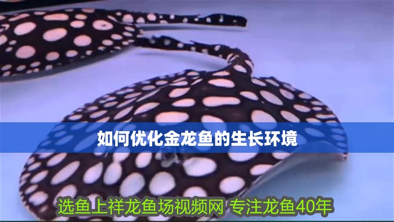 如何優化金龍魚的生長環境