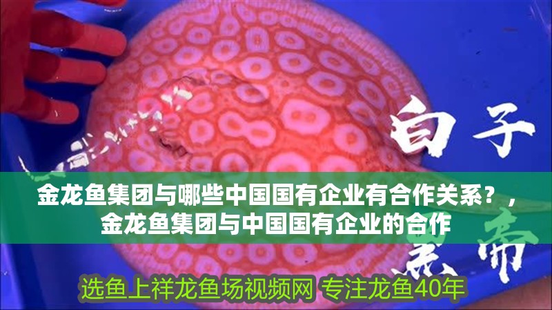 金龍魚集團(tuán)與哪些中國國有企業(yè)有<strong><mark>合作</mark></strong>關(guān)系？，金龍魚集團(tuán)與中國國有企業(yè)的<strong><mark>合作</mark></strong>