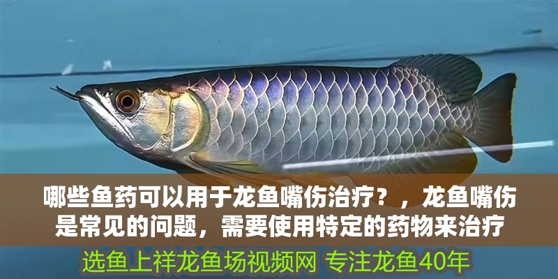 哪些魚藥可以用于龍魚嘴傷治療？，龍魚嘴傷是常見的問題，需要使用特定的藥物來治療